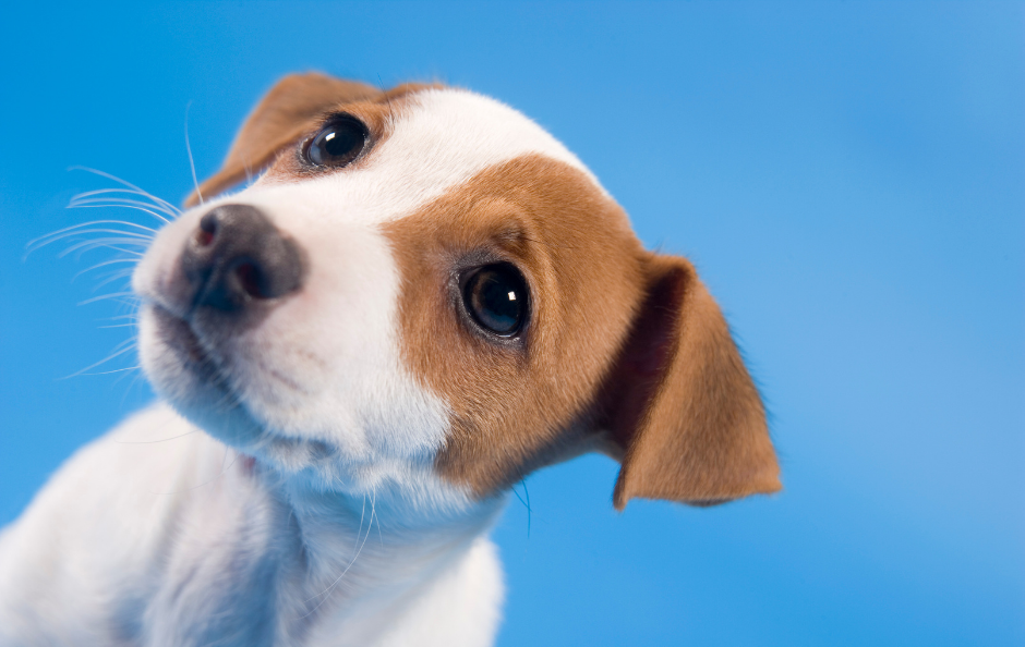 Dog Policy « Heritage Inn Hotels